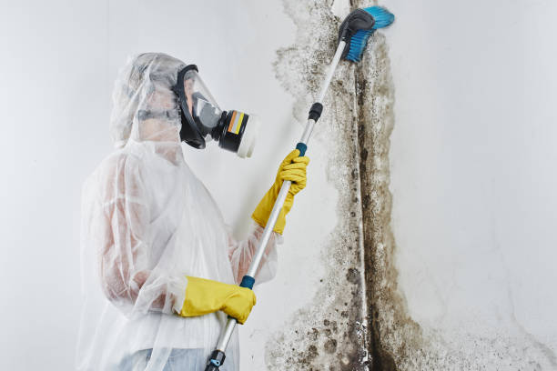 Why You Should Choose Our Mold Remediation Services in Beverly, MA